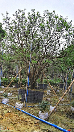 我叫小灰灰采集到植物单体