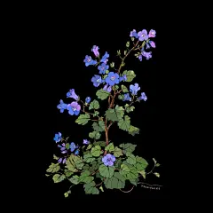 mochipanko商业插画动漫人物花卉场景 (15)
