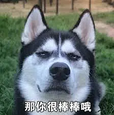 “二哈 表情包”的图片搜索结果