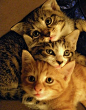Cat's in the Bag - 2nd March 2016 - We Love Cats and Kittens: 