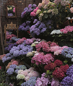 邱CCii采集到花