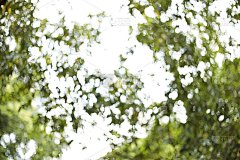 背景墙纸-散景在树叶的树木