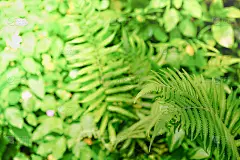 近距离的自然视图绿色蕨类叶子在模糊的绿色植物背景使用作为背景的自然植物景观，生态壁纸的概念。