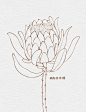 植物花卉线稿_森林木偶__插画师作品_涂鸦王国gracg.com