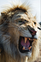 captvinvanity:


Tambako | Quite angry white lion!


