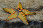 Google Image Result for <a class="text-meta meta-link" rel="nofollow" href="http://a-z-animals.com/media/animals/images/original/starfish3.jpg" title="http://a-z-animals.com/media/animals/images/original/starfish3.jpg