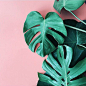 A color combination that makes us want to get up and greet the day, caught by Instagram apartmentf15. #philodendron