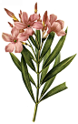 国外手绘植物花朵大全图片_1392x2200
点击浏览下一张：国外手绘植物花朵大全图片