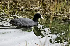 马丁米尔的一个笨蛋