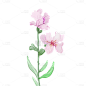 手绘-水彩花卉植物贴纸3
