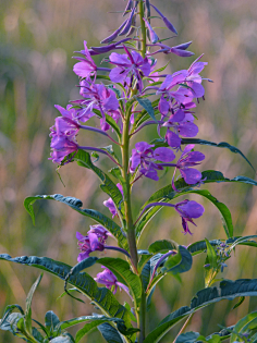 千屈菜willow herb-花瓣网|陪你做生活的设计师 | - 相片分享!