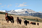 Horseback Riding in Glacier National Park as well as 4 other Animal-lover Adventures