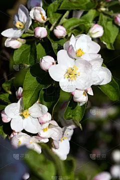 苹果花,自然,垂直画幅,绿色,蜜蜂,无人,嫩枝,果树,花蕾,白色