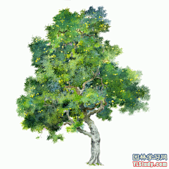 最全100-1张精美园林植物水彩效果图（拉丁名+种名） - 手绘效果图 - 园林学习网 - 10年专注！最大最精最专一的园林景观行业交流平台 - 手机版