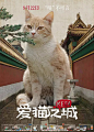 爱猫之城 Kedi 海报