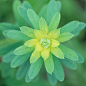 Blooming by Gerda J. Hoogerwerf : 1x.com is the world's biggest curated photo gallery online. Each photo is selected by professional curators. Blooming by Gerda J. Hoogerwerf