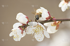 大鼻子璐猪!采集到M_梅花主题