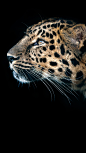 Picture_12_Leopard