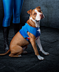 Rescue Dog Heroes! (Capt. America Style) : This is the first part of some upcoming projects that encourage people to be a hero for animals in need... to speak up for those who have no voice. All of the photos are of real volunteers and real rescue animals