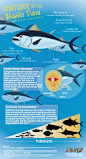 Anatomy of the Bluefin Tuna (Thunnus thynnus)