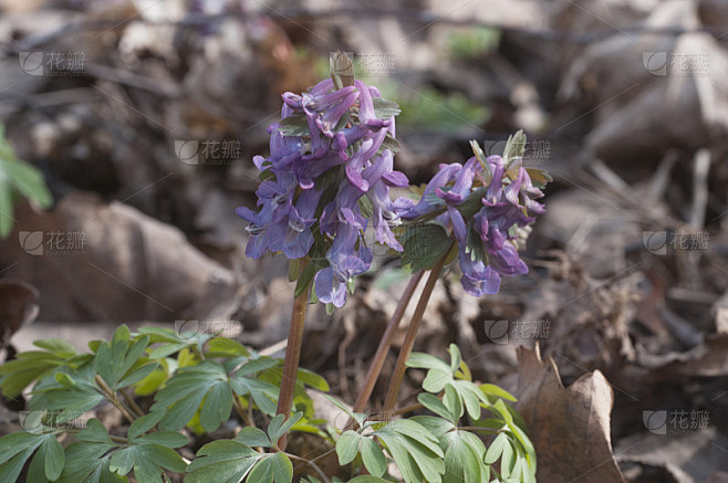 延胡索(烟草)花，近