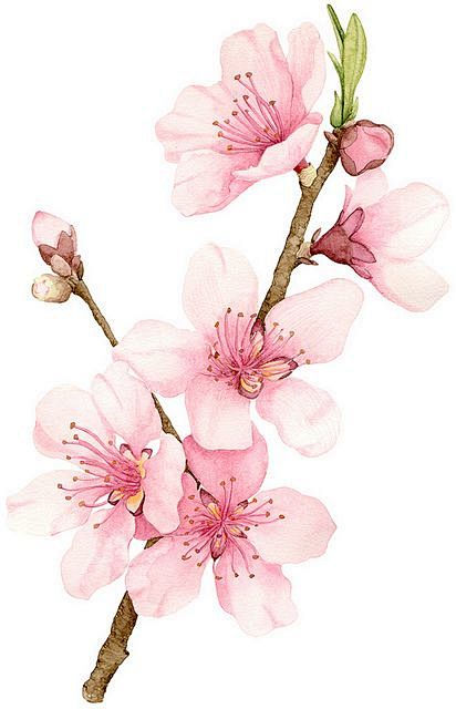 Peach Blossom