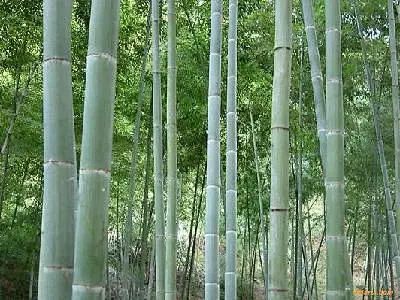 毛竹-花瓣网