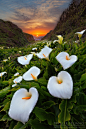 Photograph Paradise Cove by Willie Huang on 500px