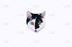 可爱的猫看着白色的背景。极简艺术风格与复制空间。