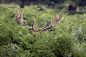 General 2048x1364 nature plants green animals deer