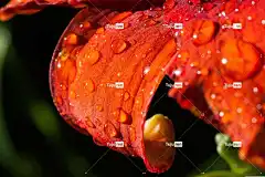 黄花菜 萱草 黄花菜植物 花 植物 花壁纸 美丽的花朵 花卉背景