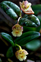 Bolbodium pusillum (Blume) Rauschert