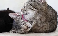 壁纸：爱睡觉的小猫咪