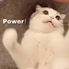 猫咪表情包的搜索结果_百度图片搜索