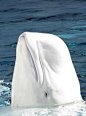 Underwater beauty / Albino whale