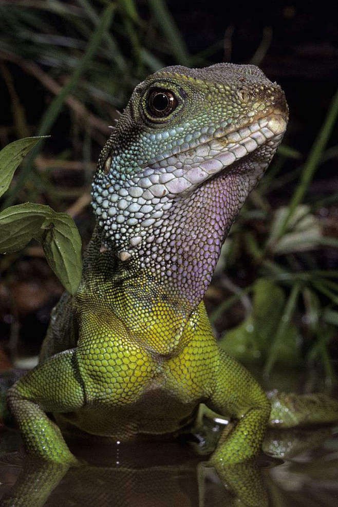 蜥蜴目鬣蜥科长鬣蜥属长鬣蜥