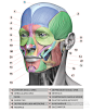 xlarge-Head-neck-Anatomy-features-440