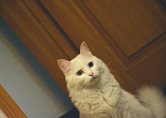 一只摄影狮和她的猫采集到心有猛虎,细嗅蔷薇