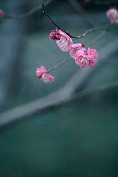 问梅消息