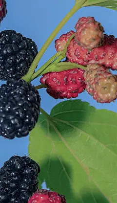 做了一场关于夏天的梦，梦里有十五的你、青涩的面容。#色彩收集 - 抖音