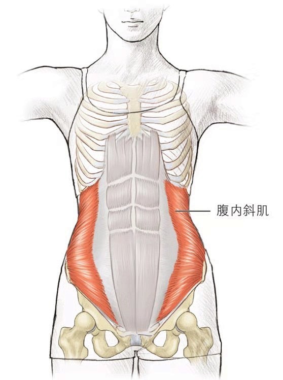 13:26:23腹内斜肌肌肉动态飞跃那片海儿该采集也在以下画板加载更多