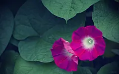 绿叶中的紫色牵牛花桌面壁纸1920x1200