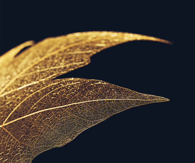 gold leaf leaves lux...