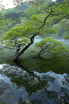 还没失眠采集到植物类