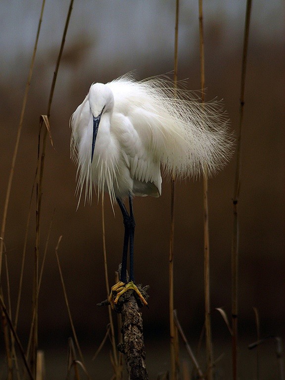 Snowy Egret in the W...