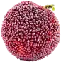 webp (7)