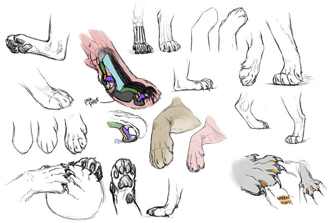 在deviantart由rednightt的猫爪子研究