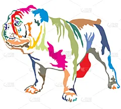 英格兰斗牛犬,矢量,绘画插图,多色的,注视镜头,华丽的,纯种犬,背景分离,站,站
