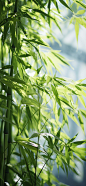 青青翠竹皆是法身，
郁郁黄花无非般若。