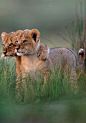 lion brothers, gotta love that they stay together to make it through life TOGETHER !!! just like me & my brother: 